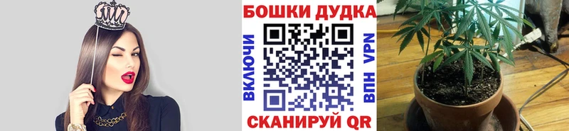 купить наркотики цена  MEGA ссылки  Шишки марихуана SATIVA & INDICA  Мосальск 